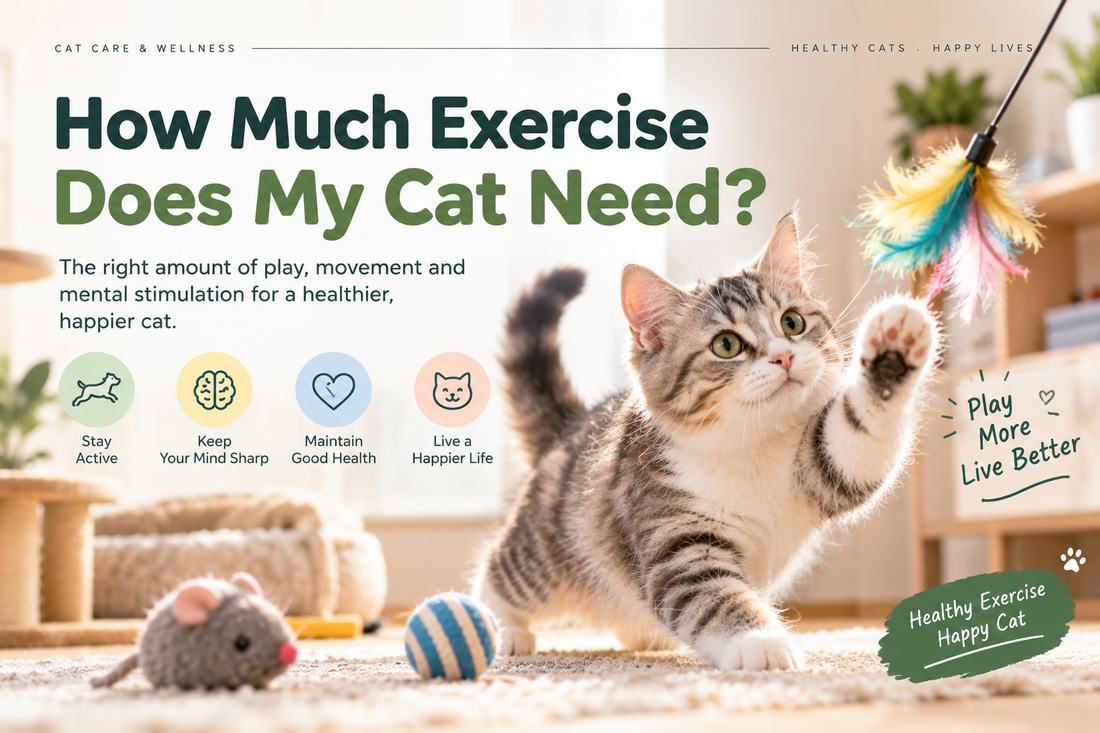 How Much Exercise Does My Cat Need