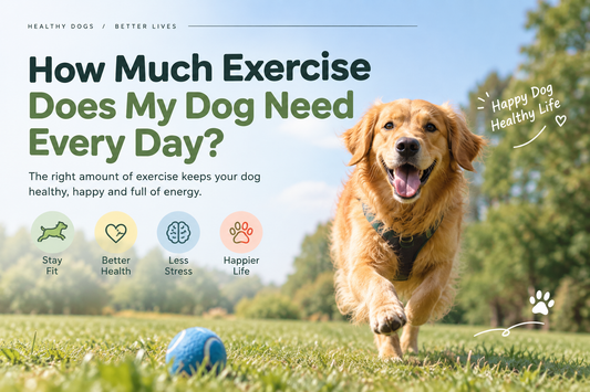 How Much Exercise Does My Dog Need Every Day?